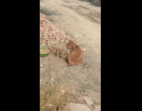 Puppy dog bites rope brown baby cow 