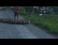 Man guide flock of ducklings with plastic