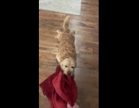 Dog bite red towel dragged on floor