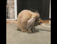 Rabbit scratches itself then looks at the camera chewing
