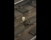 Rats on train tracks eat food from cup part 1