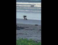 Guy rides electric one wheel board on beach 