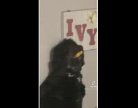 Black dog steals owners sandwich