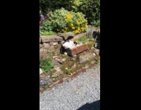 Cat sniffs catnip rolls around planter box