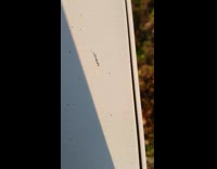 Ant shadow moves over gray cabinet yard