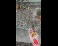 Person feed grains to two monkeys ledge