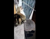 Cat playing tries to bite toy wand