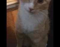 Orange and white cat yawns sings 