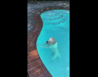 White labrador dog swims doggy paddles pool