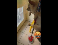 Woman says dog will mop entire house
