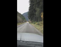 Small grizzly bear seen crosses the road