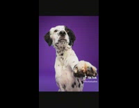 Dogs with Different Personality Pose for Photoshoot