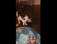 white cat taking owners slippers and walking away 