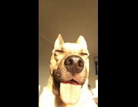 Dog looks into sun with tongue sticking out