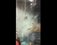 Silver fish looks at shadow tank aquarium 