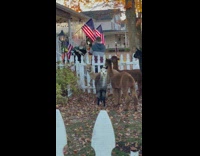 Woman carries a baby Alpaca with the American flag in the yard