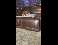 Collab BitchMP - Cat digging blanket couch 