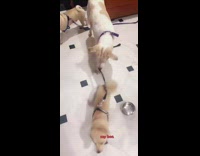 Big dog drag walk small dog leash