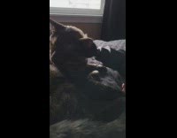 Pet cat relaxed and massaged by massage gun