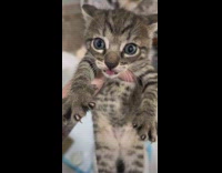 Holding small grey kitten in hand as it stares back 
