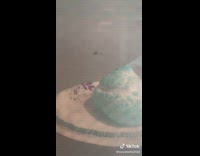 Blue marshmallow peep on plate microwaved 