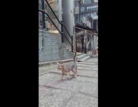 Cat on leash strolls down the street