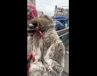 Guys walks around with racoon on shoulder part 1