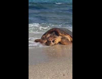 Collab AnimalIG - Sea turtle crawls on the beach shore