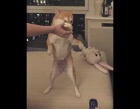 Collab FunBestVids - dog hind legs eats fall off couch