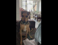 Collab Clips mpugc - Dog doesnt want to put on sweater runs away