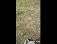 Dog chases away birds at park 