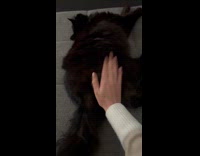 Black cat on sofa like butt slaps