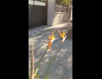 Googly eyes reindeer shape head on plants