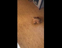 Brown puppy chases and bites own tail 