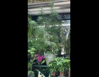 Collab WINY - Plant store with cannabis plant on display