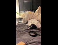 ClipsIG - Asleep Dog Waggles Tail Excitedly on Bed