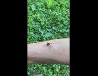 Spotted lantern fly crawl on guy arm