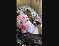 Cat approaching fuggler doll curious