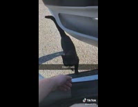 Stray black cat jumps into mans van 