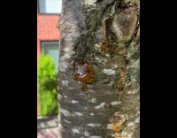 Tree sap hardened outside the tree log