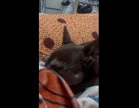 Dog tries to get blanket from owner