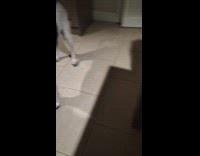 Dog tries to get ball back from hooman