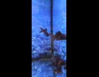 Black moor fish with only one fin