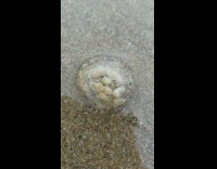 DailyDoseOfInternet - White bugs in water bubble sac ground