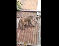 Girls throw biscuit to monkey on roof