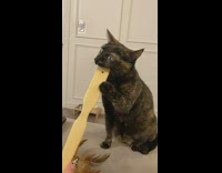 Cat bites back scratcher 