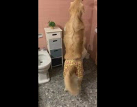 Dog wears boxers to the restroom 