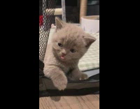 Newborn brown kitten sits with tongue out 