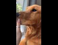 Woman holding dogs snout preventing bark