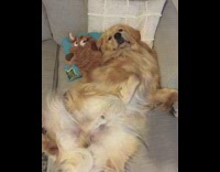 Collab Pets For All - Golden retriever dog sunglasses wasnt me